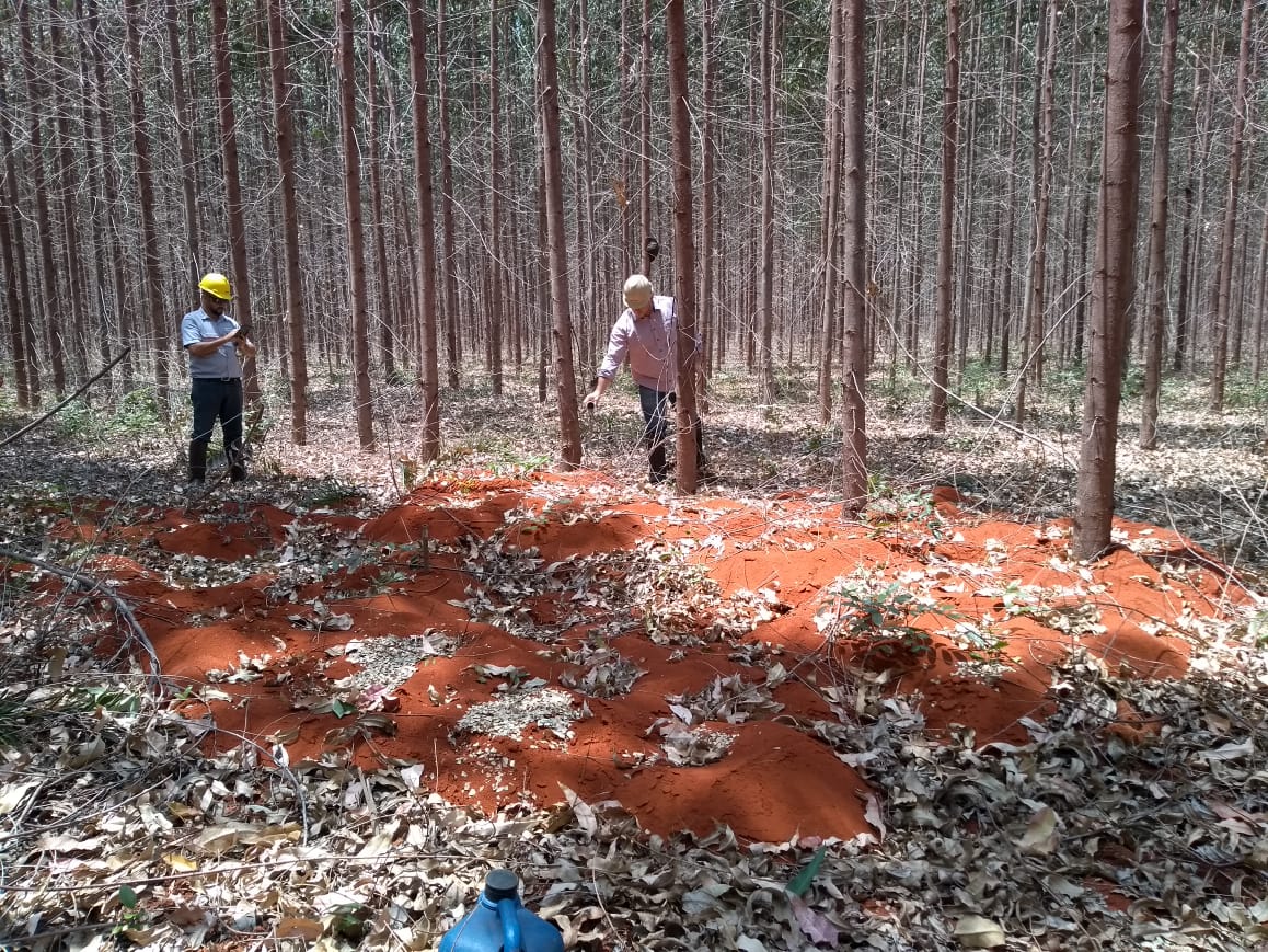 Mirex-S apresenta soluções em controle de formigas cortadeiras na Expoforest 2023