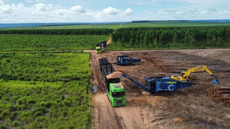 Enebra aposta na biomassa para rápido crescimento no setor madeireiro